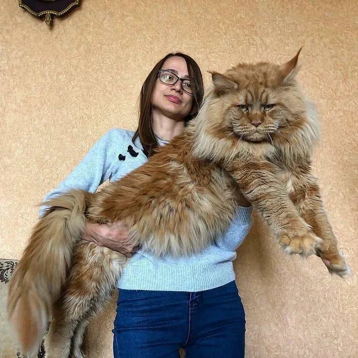 Maine Coon: The Angry and Wild Giant. Are these cats as scary as they say? - Maine Coon, cat, Fluffy, Animals, Yandex Zen, Yandex Zen (link), Longpost