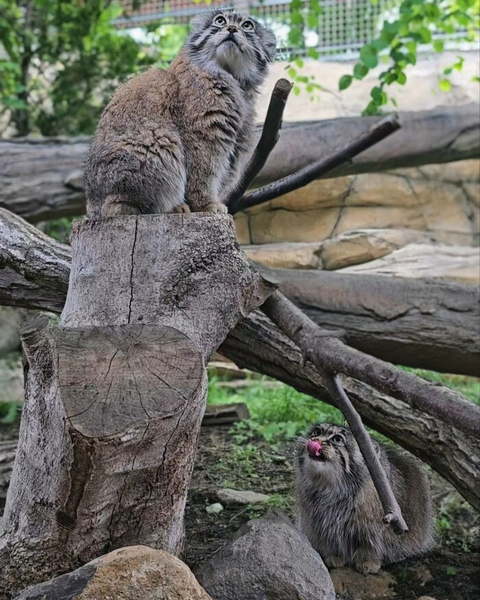 ��� ����������� ��������