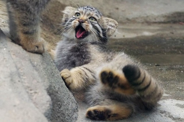 Поиграй со мной!