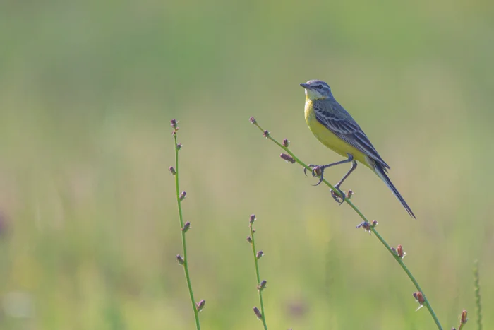 Yellow wagtail - My, The photo, Birds, Wagtail, Canon