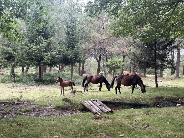 Galician horse aka Cabalo Galego - My, Mobile photography, Rare view, Horses, Mini Horses, Video