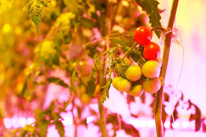 GALAD GL Tube Fito phytoirradiators will help scientists develop drought-resistant plant species - LEDs, Greenhouse, Longpost