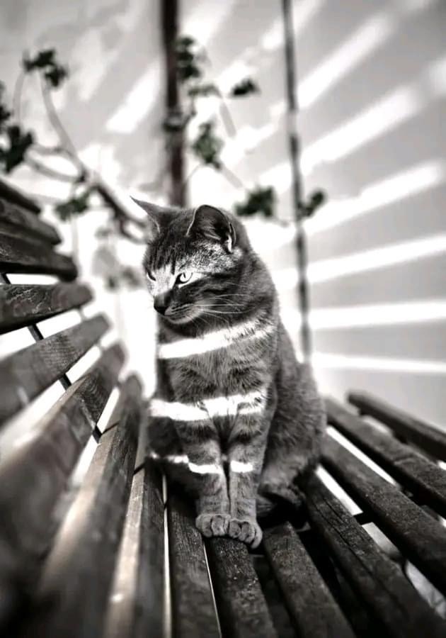 Striped - cat, The photo