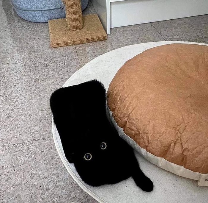 Как объяснить коту, что: