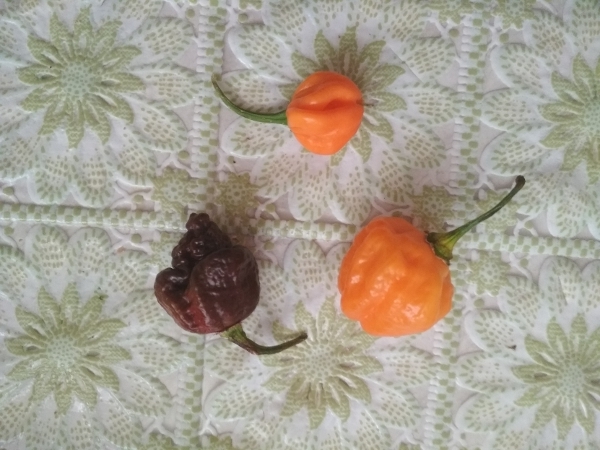 Carolina Reaper chocolate  Scotch bonnet saraga.  , 