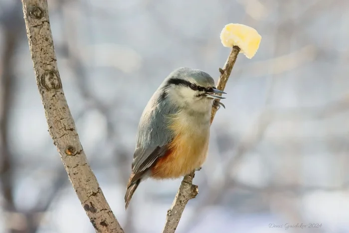 A piece of happiness! - My, The photo, Canon, Birds, Beginning photographer