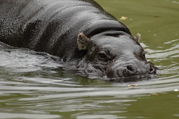 British scientists have proven the ability of hippos to fly - news, British scientists, hippopotamus