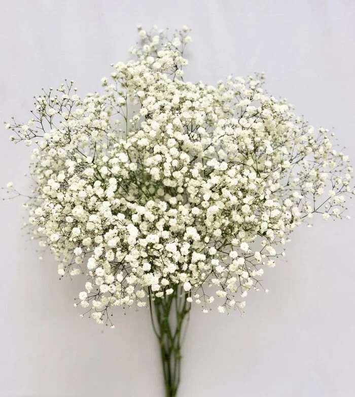 Gypsophila - Plants, Flowers, beauty, Telegram (link), Garden, the Rose, Bloom, Gardening, Butterfly, Houseplants, Cactus, Bees, Insects, Beautiful view, Longpost