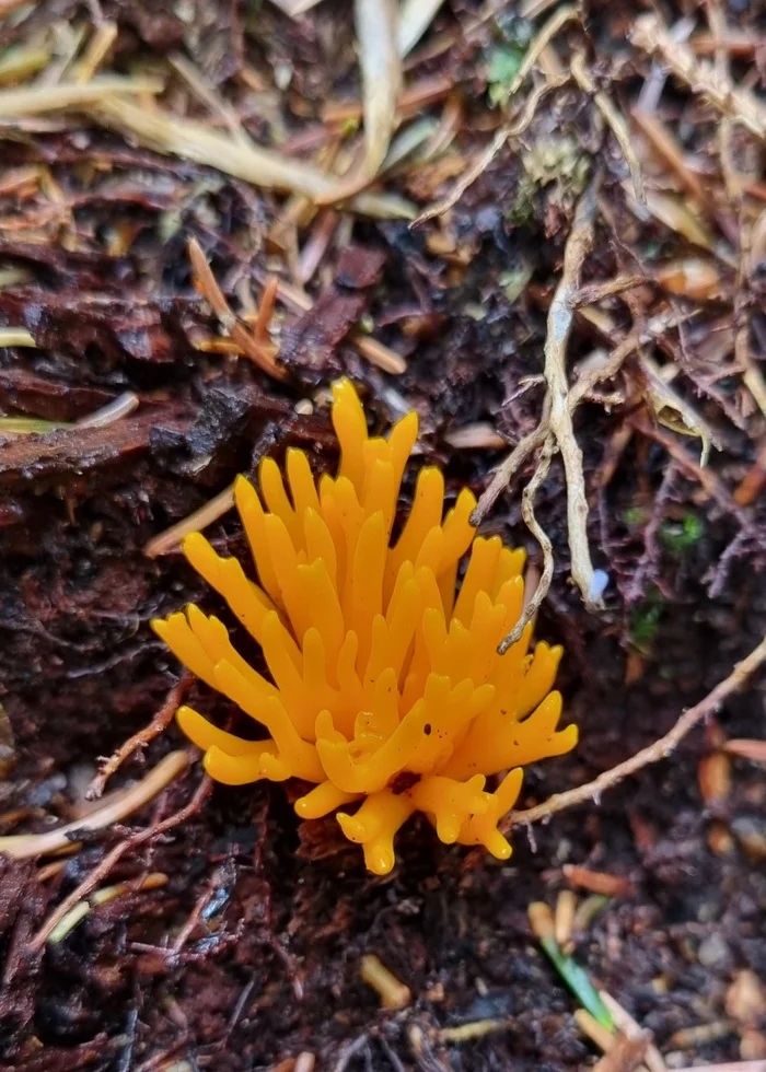 Question for Russula connoisseurs - My, Mushrooms, Food, Forest, Mobile photography, Russula, Question, Ask Peekaboo, Need advice, Longpost