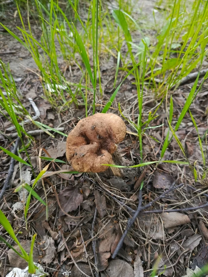 Mushroom - My, Mushrooms, The photo