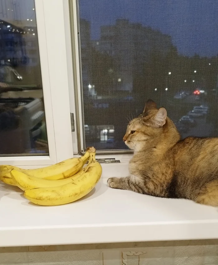 “What did you buy again?? Mistress, you should get married...” - My, cat, Banana, Pets, The photo