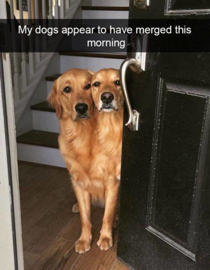 Не Цербер, но всё-таки охрана