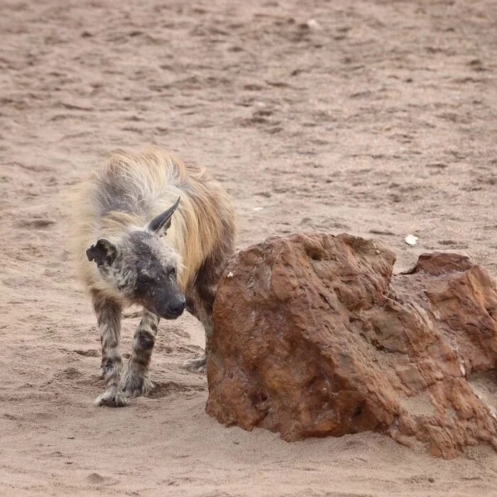 Someone has been here - Hyena, Brown hyena, Predatory animals, Wild animals, wildlife, Namib Desert, South Africa, The photo, Flag Territory, Longpost