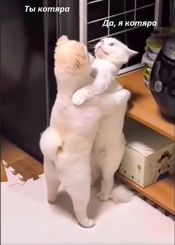 Reply to the post “It takes two to tango” - cat, White, Dog, Cats and dogs together, Dancing, Together, Vertical video, Soundless, Memes, Reply to post