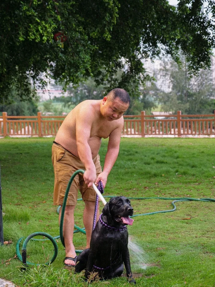 Heat in China - China, Dog, Heat, Animals, Chinese, Longpost