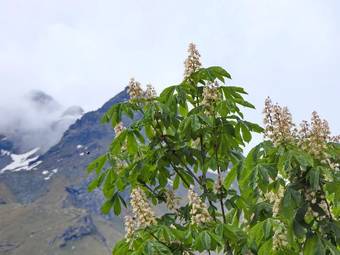 Chestnut candles - My, The photo, Travels, Tourism, Switzerland, Zermatt, Chestnut, Bloom