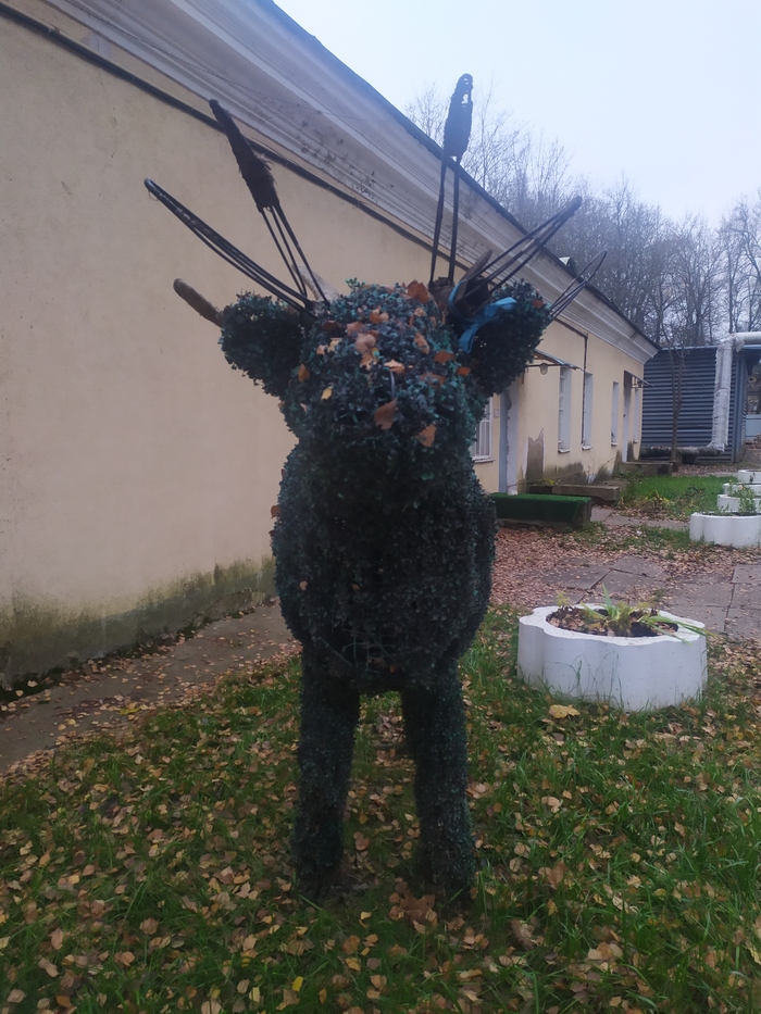 Подскажите что за зверь???