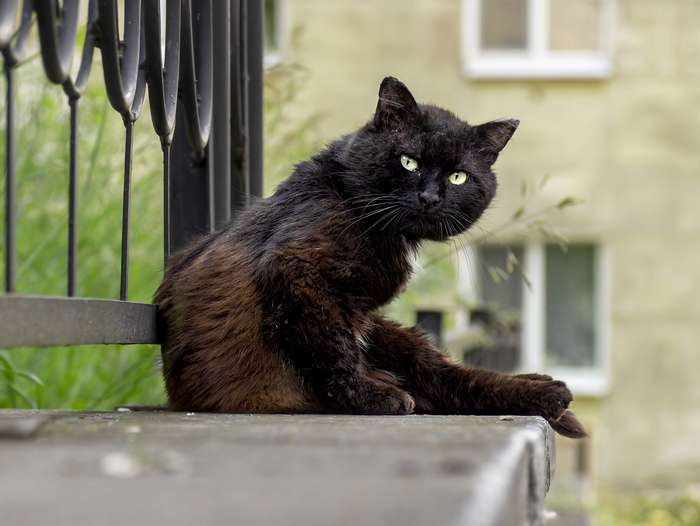 ������ ������ 2.0