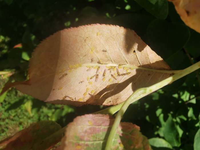 Садоводы, нужна помощь от вредителей