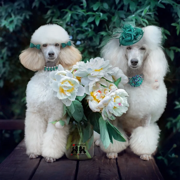 Ladies from high society - My, Dog, Small Poodle, Pets, Flowers, The photo