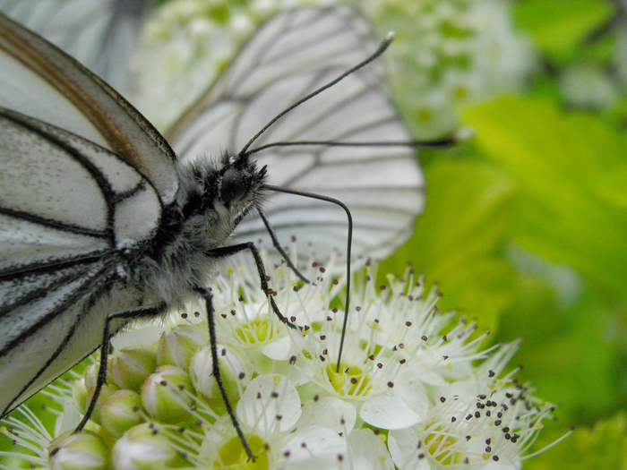 Фотоаппарат Canon PowerShot A480 (да, он со мной с 2009 года, и всё ещё жив)