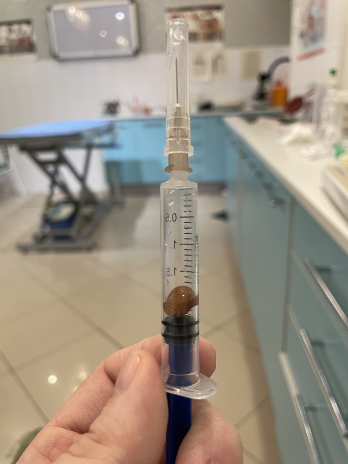 "Мой кот не идиот" Кот, Ветеринария, Инородное тело, Длиннопост