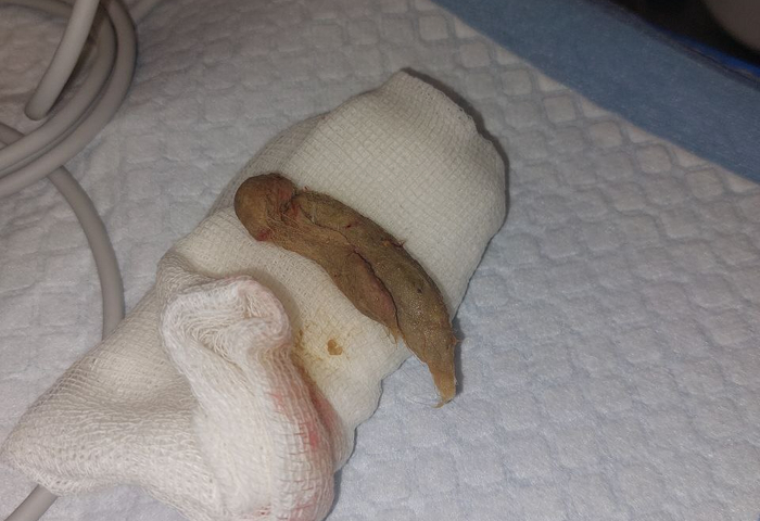 "Мой кот не идиот" Кот, Ветеринария, Инородное тело, Длиннопост