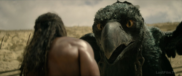 Местный клювокрыл, кстати, на анаболиках.