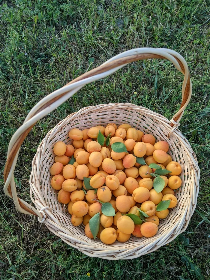 Gifts of the South - My, Summer, Фрукты, Apricot, Rostov-on-Don