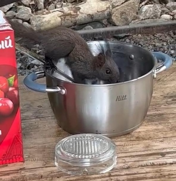 Squirrel drinks mulled wine - My, Caucasus, Arkhyz, Karachay-Cherkessia, Squirrel, Alcohol, Relaxation