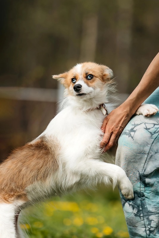 Exclusive little red fox dog Amber as a gift - Dog, Dog lovers, Fluffy, In good hands, Moscow, Moscow region, Homeless animals, Overexposure, Shelter, Kindness, Longpost