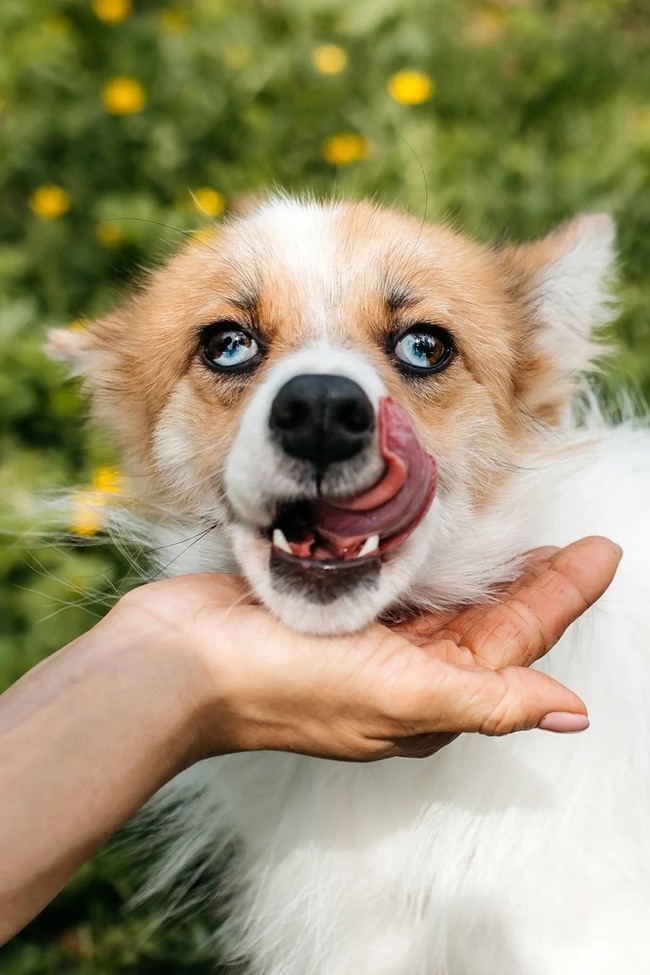 Exclusive little red fox dog Amber as a gift - Dog, Dog lovers, Fluffy, In good hands, Moscow, Moscow region, Homeless animals, Overexposure, Shelter, Kindness, Longpost