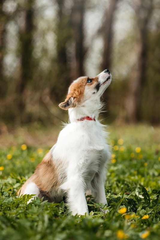 Exclusive little red fox dog Amber as a gift - Dog, Dog lovers, Fluffy, In good hands, Moscow, Moscow region, Homeless animals, Overexposure, Shelter, Kindness, Longpost