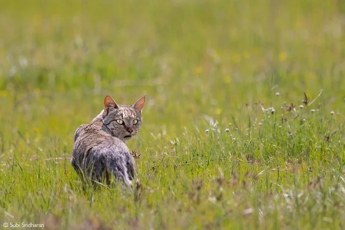 Goodbye! - Steppe Cat, Small cats, Cat family, Predatory animals, Wild animals, wildlife, National park, Serengeti, Africa, The photo