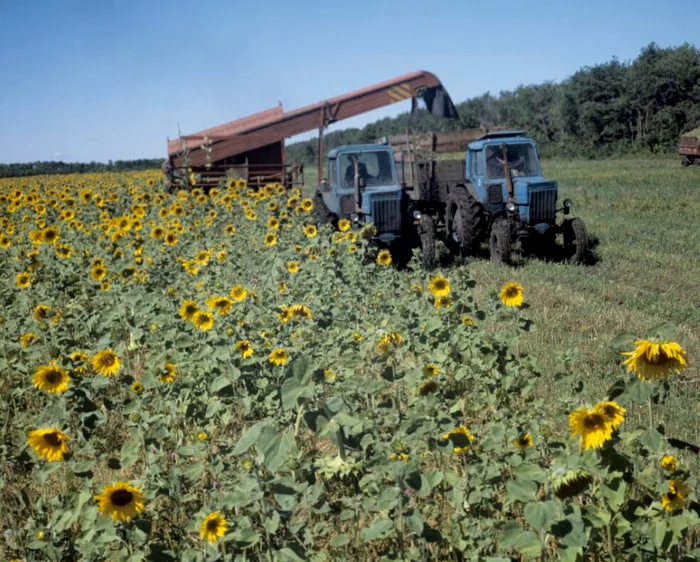 Agricultural machinery during sunflower harvesting on the collective farm named after V.I. Lenin, 1979 - the USSR, Сельское хозяйство, Collective farm, Technics, Tractor, Sunflower, Made in USSR, Childhood in the USSR, Retro, 70th, Telegram (link), Old photo