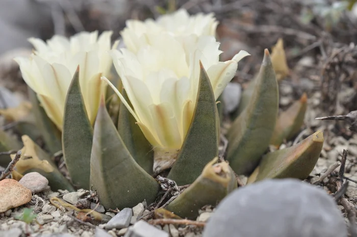 Cacti and succulents in the wild - My, Rare view, Plants, Red Book, Around the world, Cactus, Biology, Exotic plants, Nature, wildlife, Exotic, Succulents, Desert, Mexico, Wonders of nature, Longpost