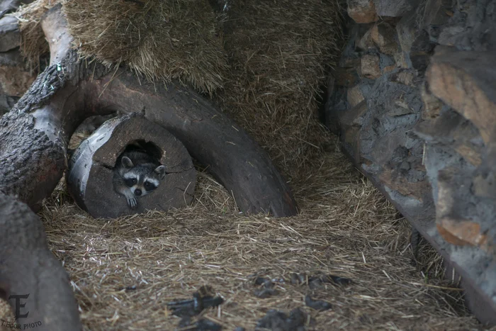 Raccoon - Animals, Milota, Zoo, Epiphany, Raccoon, The photo