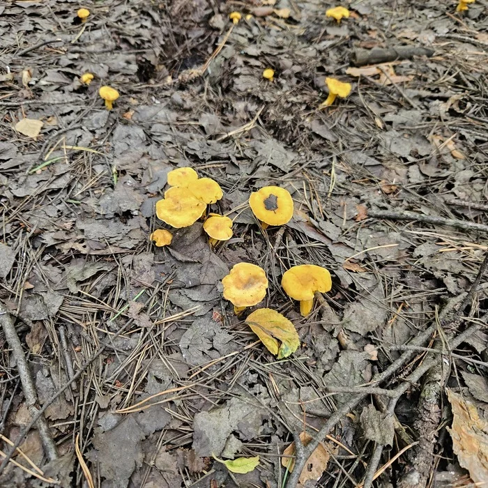 Chanterelles 2024 - My, Silent hunt, Chanterelles, Tambov Region, Longpost, Mushrooms, Жуки, The photo