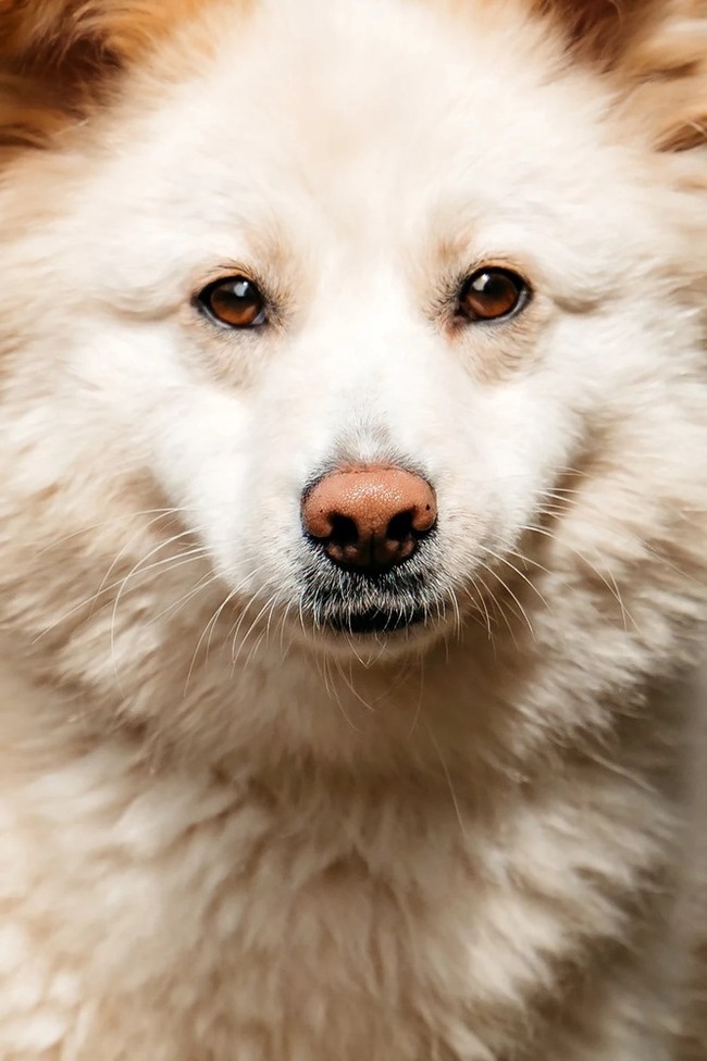 Fluffy dream dog Jessica is in good hands - Dog, Dog lovers, In good hands, Shelter, Homeless animals, Overexposure, Fluffy, Moscow region, Kindness, Volunteering, Longpost