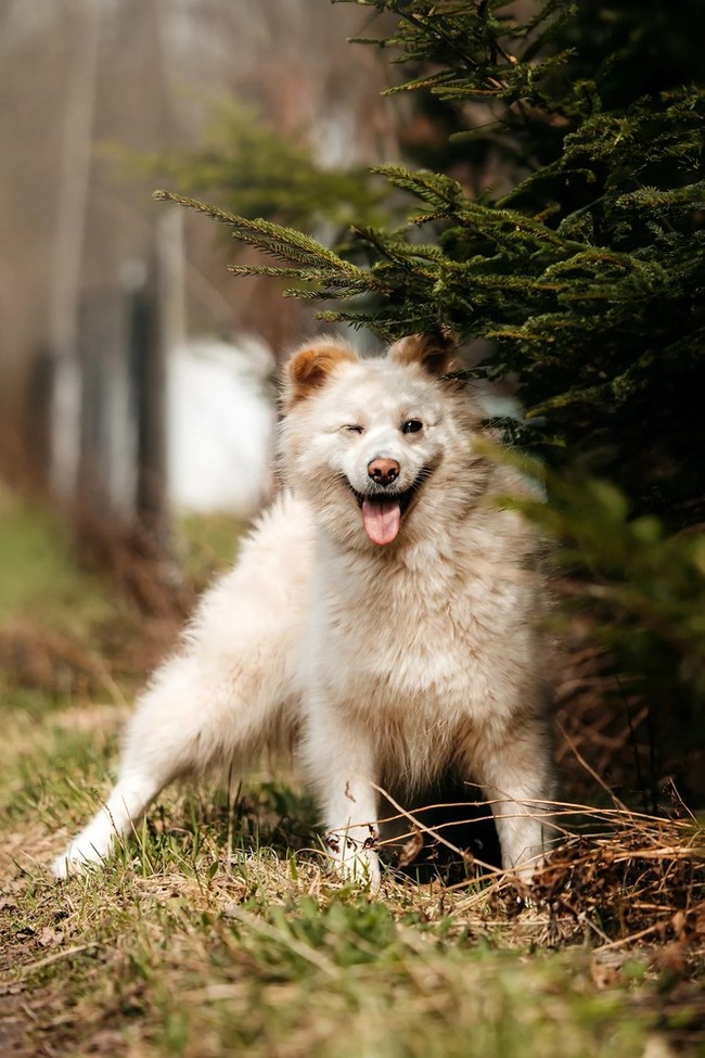 Fluffy dream dog Jessica is in good hands - Dog, Dog lovers, In good hands, Shelter, Homeless animals, Overexposure, Fluffy, Moscow region, Kindness, Volunteering, Longpost