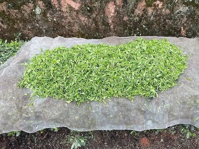 типа отсортированные чайные типсы