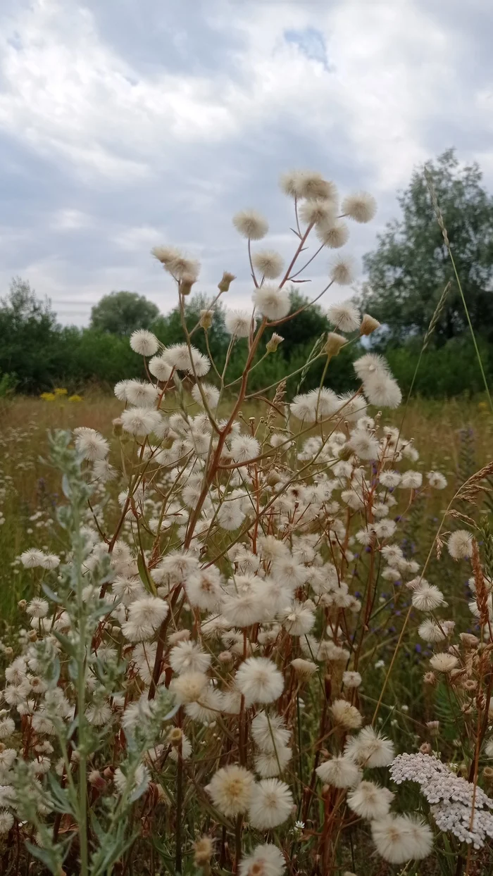 Day - My, Beginning photographer, Summer