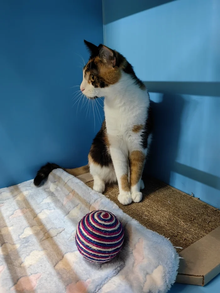 Shpunka the cat is looking for a home - My, Milota, cat, In good hands, Tricolor cat, Video, Youtube, Longpost