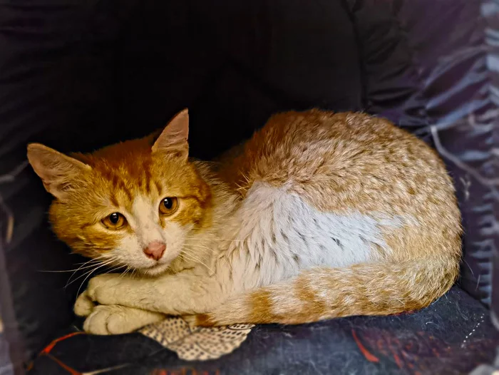 A sad cat with leukemia is waiting for his mother... - In good hands, Homeless animals, Redheads, Kittens, cat, Pet the cat, Fat cats, Vertical video, Fluffy, Moscow, Moscow City, Moscow 24, Video, Soundless, Longpost, Negative