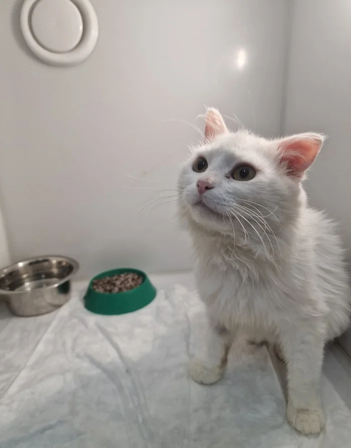 Continuation of the post “White Cat on the Street. Continuation - Animal Rescue, Homeless animals, In good hands, No rating, Veterinary, cat, Kindness, Cat lovers, Volunteering, Overexposure, Shelter, Lost, Telegram (link), Longpost, Charity, The rescue, Fluffy, Kittens, Reply to post, Care, Pet the cat