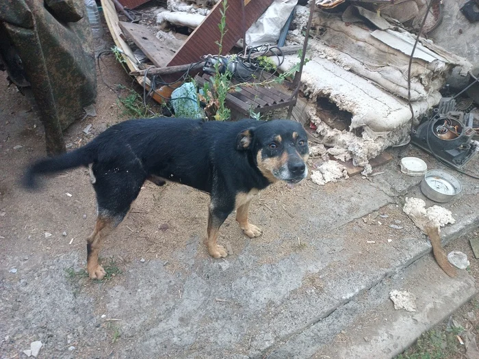 Bakhmut, left bank, whose dog? - My, Special operation, Found a dog, Dog, Bakhmut