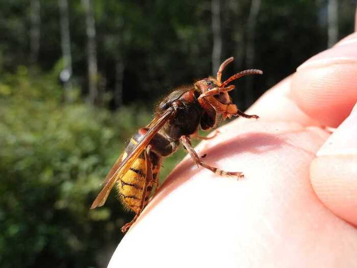 I was bitten by a hornet once - A life, Life stories, Situation, Accident, Hornet, Arthropods, Insects, Dangerous animals, Repeat, A bite of an insect