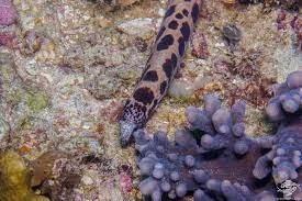 Reply to the post “You need to be careful when swimming in muddy water ;)” - Moray, Marine life, Beach, Beach season, Beach vacation, Dangerous animals, Sea, Vertical video, Video, Reply to post