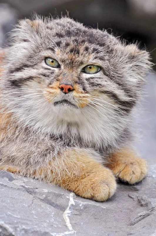 A harsh child of a harsh nature - Pallas' cat, Zoo, Wild animals, The photo, Predatory animals, Zurich, Switzerland, Cat family, Small cats, Telegram (link), Longpost