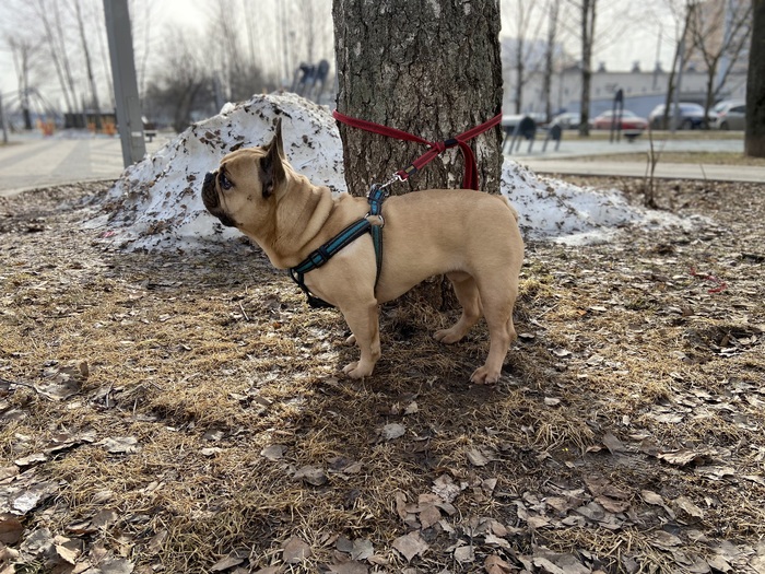 Ответ на пост «Поводырь для слепой собаки...»